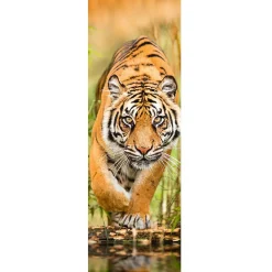 NANU-NANA Poster*Jumboposter Big Tiger Walking, Nr. 33
