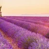 NANU-NANA Poster*Jumboposter Lavender Horizon, Nr. 17