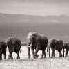 NANU-NANA Poster*Jumboposter Line Of Elephants, Nr. 27
