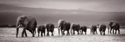 NANU-NANA Poster*Jumboposter Line Of Elephants, Nr. 27