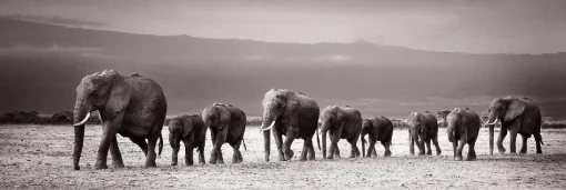 NANU-NANA Poster*Jumboposter Line Of Elephants, Nr. 27