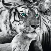 NANU-NANA Poster*Jumboposter Tiger, Nr. 3