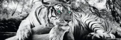 NANU-NANA Poster*Jumboposter Tiger, Nr. 3