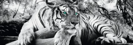 NANU-NANA Poster*Jumboposter Tiger, Nr. 3