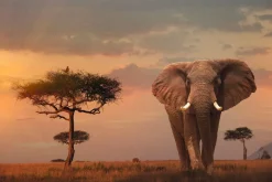 NANU-NANA Poster*Poster African Wildlife Elephant, Nr. 4