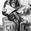 NANU-NANA Poster*Poster Ape News, Nr. 159