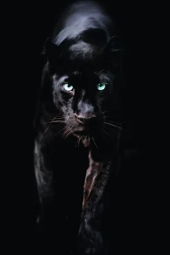 NANU-NANA Poster|Weihnachtsgeschenke*Poster Black Panther, Nr. 179