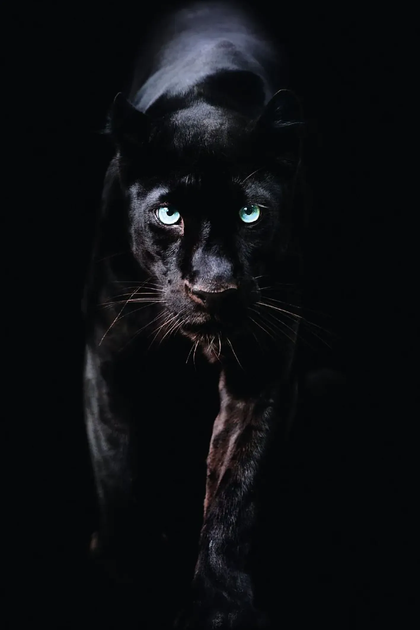 NANU-NANA Poster|Weihnachtsgeschenke*Poster Black Panther, Nr. 179