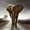 NANU-NANA Poster|Weihnachtsgeschenke*Poster Elephant King, Nr. 200