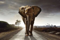 NANU-NANA Poster|Weihnachtsgeschenke*Poster Elephant King, Nr. 200