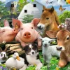 NANU-NANA Poster|Weihnachtsgeschenke*Poster Farm Animals, Nr. 114