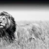 NANU-NANA Poster*Poster Kings Of Nature - Lion, Nr. 129