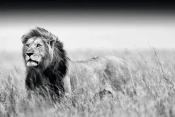 NANU-NANA Poster*Poster Kings Of Nature - Lion, Nr. 129