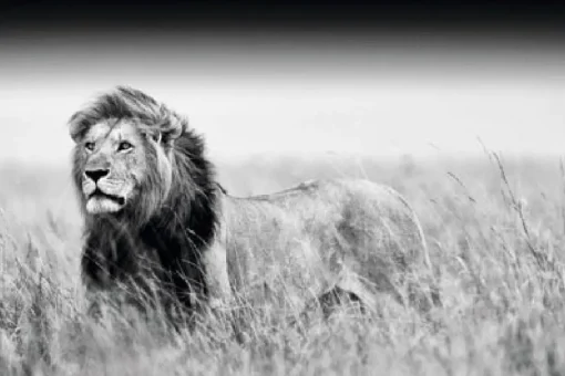 NANU-NANA Poster*Poster Kings Of Nature - Lion, Nr. 129