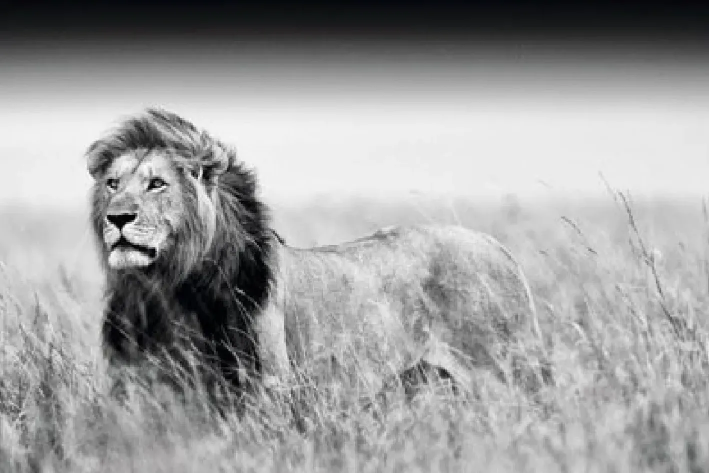 NANU-NANA Poster*Poster Kings Of Nature - Lion, Nr. 129