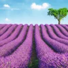 NANU-NANA Poster*Poster Lavender Field, Nr. 147