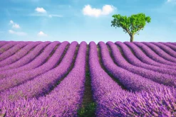 NANU-NANA Poster*Poster Lavender Field, Nr. 147