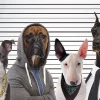 NANU-NANA Poster*Poster Most Wanted Dogs, Nr. 232