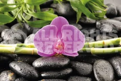 NANU-NANA Poster*Poster Orchidee, Nr. 81