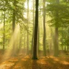 NANU-NANA Poster*Poster Sunbeam Forest, Nr. 184