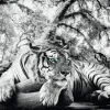 NANU-NANA Poster*Poster Tiger Is Watching You, Nr. 137