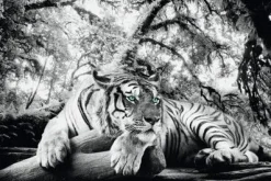 NANU-NANA Poster*Poster Tiger Is Watching You, Nr. 137