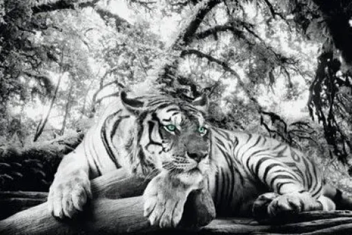 NANU-NANA Poster*Poster Tiger Is Watching You, Nr. 137