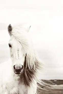 NANU-NANA Poster*Poster White Horse, Nr. 62