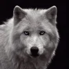NANU-NANA Poster|Weihnachtsgeschenke*Poster White Wolf - Blue Eyes, Nr. 93