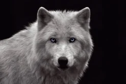 NANU-NANA Poster|Weihnachtsgeschenke*Poster White Wolf - Blue Eyes, Nr. 93
